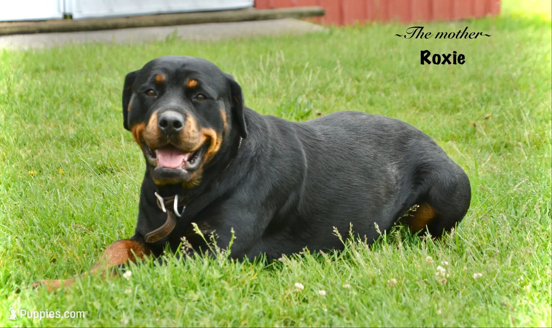 Willow , a female Rottweiler for sale in Hope, IN – 5 of 6
