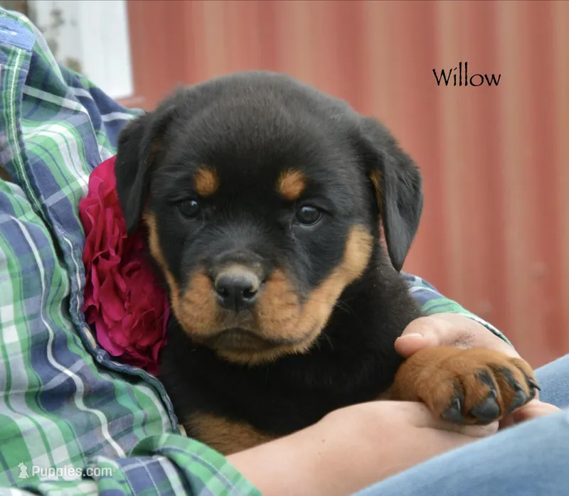 Willow  – Rottweiler puppy for sale in Hope, IN