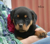 Willow , a female Rottweiler for sale in Hope, IN – 1 of 6
