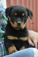 Willow , a female Rottweiler for sale in Hope, IN – 2 of 6