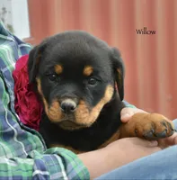 Willow , a female Rottweiler for sale in Hope, IN – 3 of 6