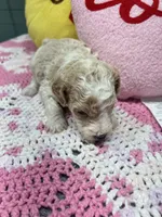 Miley, a female Poodle - Miniature  for sale in Smithville, TN – 6 of 7