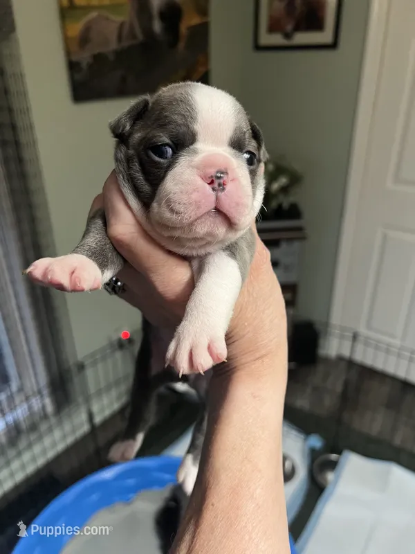 Lollipop  – Frenchton puppy for sale in Smithville, TN