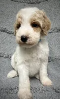 Bandit ( Blue), a male Poodle - Miniature  for sale in Smithville, TN – 10 of 10