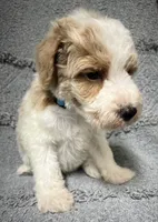 Bandit ( Blue), a male Poodle - Miniature  for sale in Smithville, TN – 6 of 10