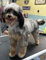 Nova, a female Poodle - Toy  and Toy Australian Shepherd for sale in Smithville, TN – 7 of 7