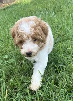 Luke, a male Poodle - Miniature  for sale in Smithville, TN – 6 of 10