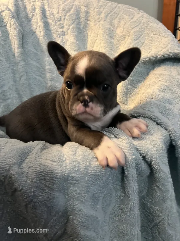 Blue – Frenchton puppy for sale in Smithville, TN