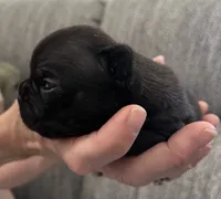 Espresso , a male Frenchton for sale in Smithville, TN – 2 of 5