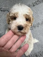 Leo (Red), a male Poodle - Miniature  for sale in Smithville, TN – 2 of 10