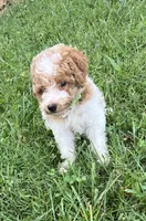 Luke, a male Poodle - Miniature  for sale in Smithville, TN – 5 of 10
