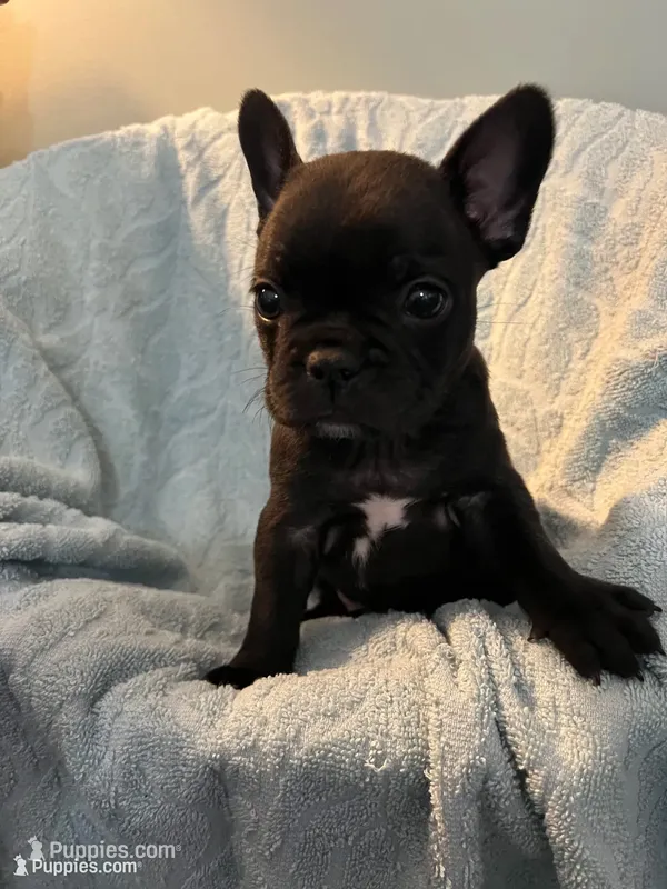 Yogi Bear – Frenchton puppy for sale in Smithville, TN