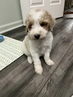 Bandit ( Blue ), a male Poodle - Miniature  for sale in Smithville, TN – 6 of 6