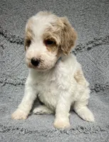 Bandit ( Blue), a male Poodle - Miniature  for sale in Smithville, TN – 3 of 10