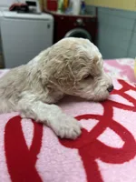 Miley, a female Poodle - Miniature  for sale in Smithville, TN – 4 of 7