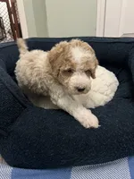 Buddy ( Orange), a male Poodle - Miniature  for sale in Smithville, TN – 9 of 10