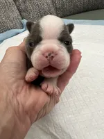 Lollipop , a female Frenchton for sale in Smithville, TN – 2 of 3