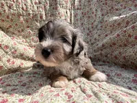 Indigo, a male Aussiedoodle for sale in Smithville, TN – Photo 7 of 7