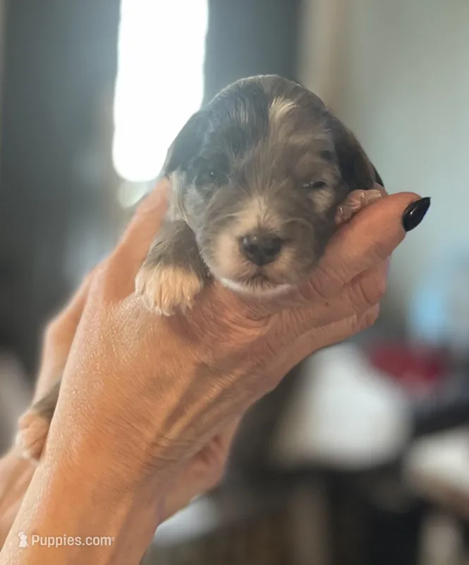Indigo – Aussiedoodle puppy for sale in Smithville, TN