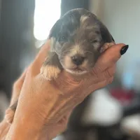 Indigo, a male Aussiedoodle for sale in Smithville, TN – Photo 2 of 5