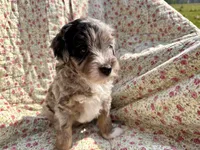 Indigo, a male Aussiedoodle for sale in Smithville, TN – Photo 3 of 7