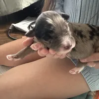 Indigo, a male Aussiedoodle for sale in Smithville, TN – Photo 4 of 5