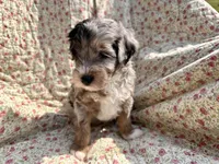 Indigo, a male Aussiedoodle for sale in Smithville, TN – Photo 4 of 7