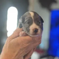 Indigo, a male Aussiedoodle for sale in Smithville, TN – Photo 1 of 5