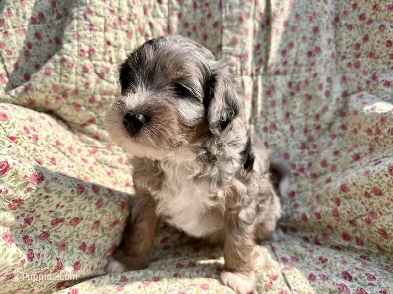 Indigo – Aussiedoodle puppy for sale in Smithville, TN