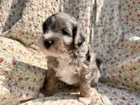 Indigo, a male Aussiedoodle for sale in Smithville, TN – Photo 6 of 7