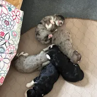 Indigo, a male Aussiedoodle for sale in Smithville, TN – Photo 5 of 5