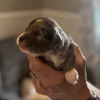 Indigo, a male Aussiedoodle for sale in Smithville, TN – Photo 3 of 5