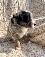 Indigo, a male Aussiedoodle for sale in Smithville, TN – Photo 2 of 7