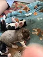 Oso, a male Aussiedoodle for sale in Smithville, TN – Photo 8 of 10