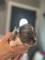 Oso, a male Aussiedoodle for sale in Smithville, TN – Photo 4 of 10