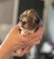 Oso, a male Aussiedoodle for sale in Smithville, TN – Photo 5 of 10