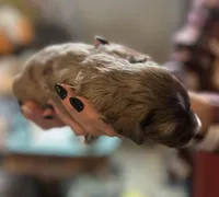 Oso, a male Aussiedoodle for sale in Smithville, TN – Photo 6 of 10