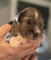 Oso, a male Aussiedoodle for sale in Smithville, TN – Photo 1 of 10