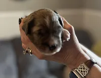 Oso, a male Aussiedoodle for sale in Smithville, TN – Photo 2 of 10