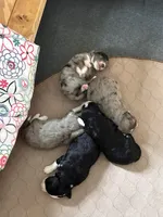 Oso, a male Aussiedoodle for sale in Smithville, TN – Photo 10 of 10