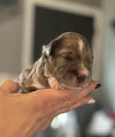 Oso, a male Aussiedoodle for sale in Smithville, TN – Photo 3 of 10