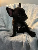 Yogi Bear, a male Frenchton for sale in Smithville, TN – 5 of 8
