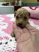Tinker Bell, a female Poodle - Miniature  for sale in Smithville, TN – 7 of 7