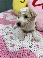 Miley, a female Poodle - Miniature  for sale in Smithville, TN – 3 of 7
