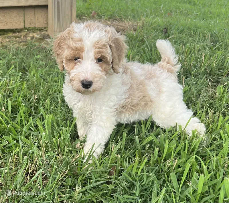 Bandit ( Blue ) – Poodle - Miniature  puppy for sale in Smithville, TN