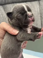 Silver, a male Frenchton for sale in Smithville, TN – 4 of 4