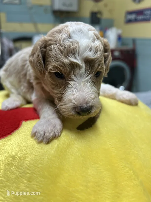 #3 – Poodle - Miniature  puppy for sale in Smithville, TN