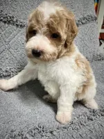 Luke  ( green), a male Poodle - Miniature  for sale in Smithville, TN – 4 of 10