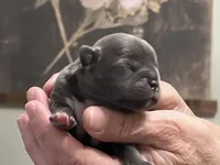 Gaston, a male Frenchton for sale in Smithville, TN – Photo 3 of 5