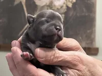 Gaston, a male Frenchton for sale in Smithville, TN – Photo 2 of 5